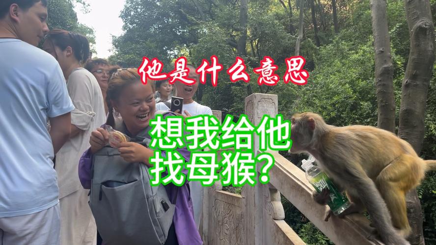 新澳门2025今晚开什么和车钥匙逗猴被猴抢走与猴子车钥匙